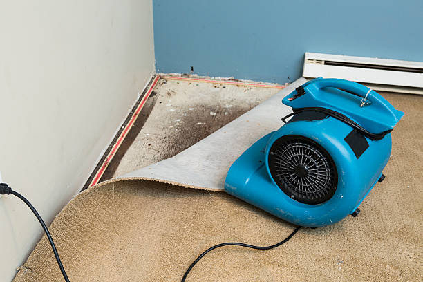 Best Fire Damage Restoration  in Mascotte, FL